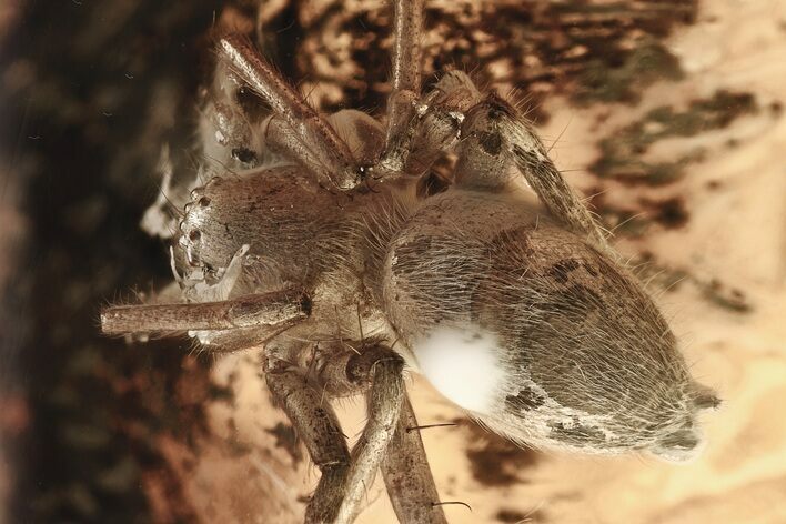 Large Detailed Fossil Spider (Araneae) In Baltic Amber #307346